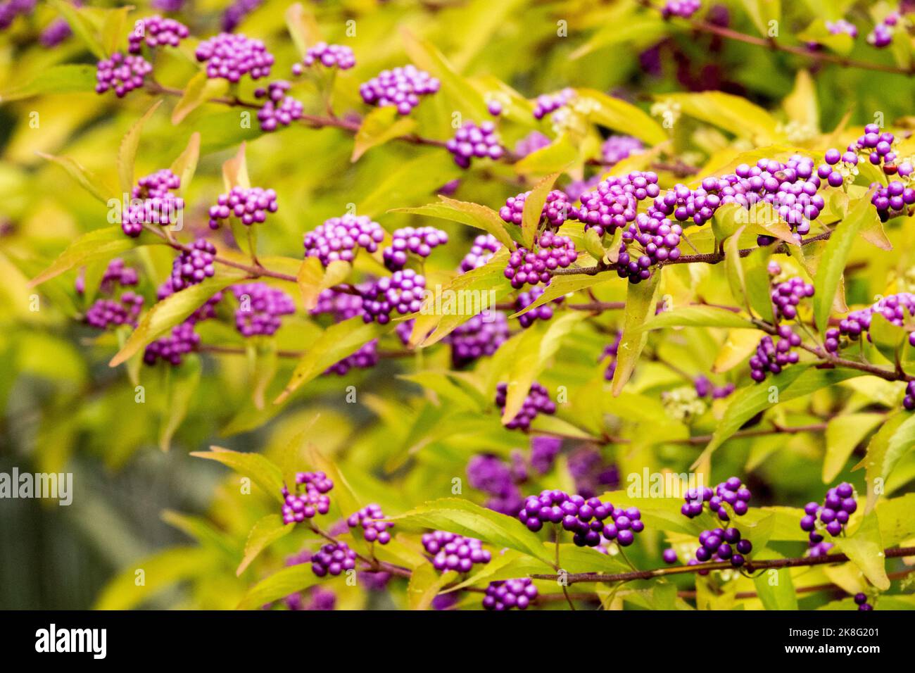 Callicarpa japonica automne, mûre, mûre, baies sur branches arbuste Banque D'Images