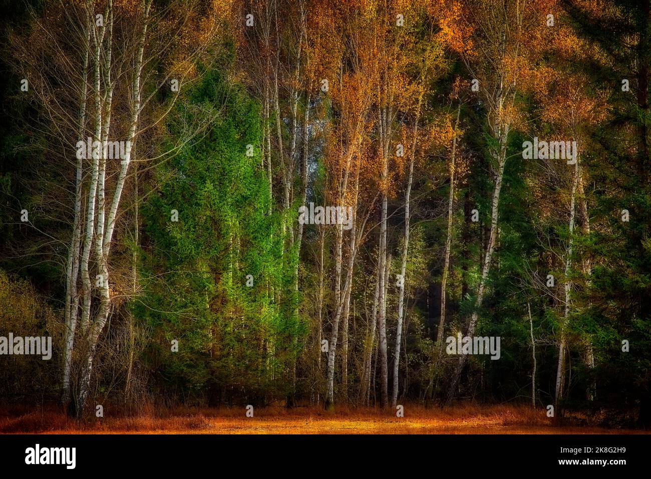 DE - BAVIÈRE: Scène de forêt automnale dans le Loisach Moor près de Bichl, Oberbayern. (Photographie HDR par Edmund Nagele FRPS) Banque D'Images