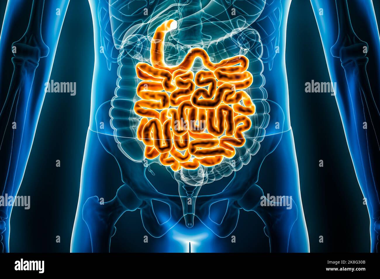 Gros plan sur l'illustration du rendu de l'intestin grêle ou de l'intestin 3D. Vue antérieure ou avant du système digestif ou des entrailles. Anatomie, médecine, biologie Banque D'Images