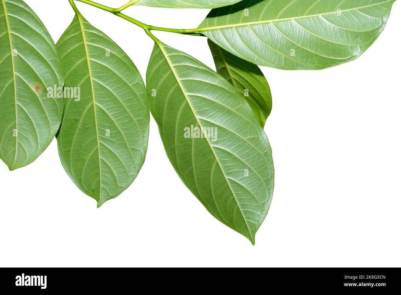 Feuilles de jackfruit isolées sur fond blanc Banque D'Images