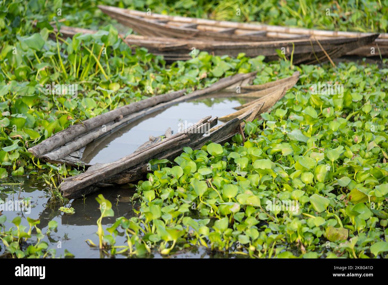 Feuilles de jackfruit isolées sur fond blanc Banque D'Images