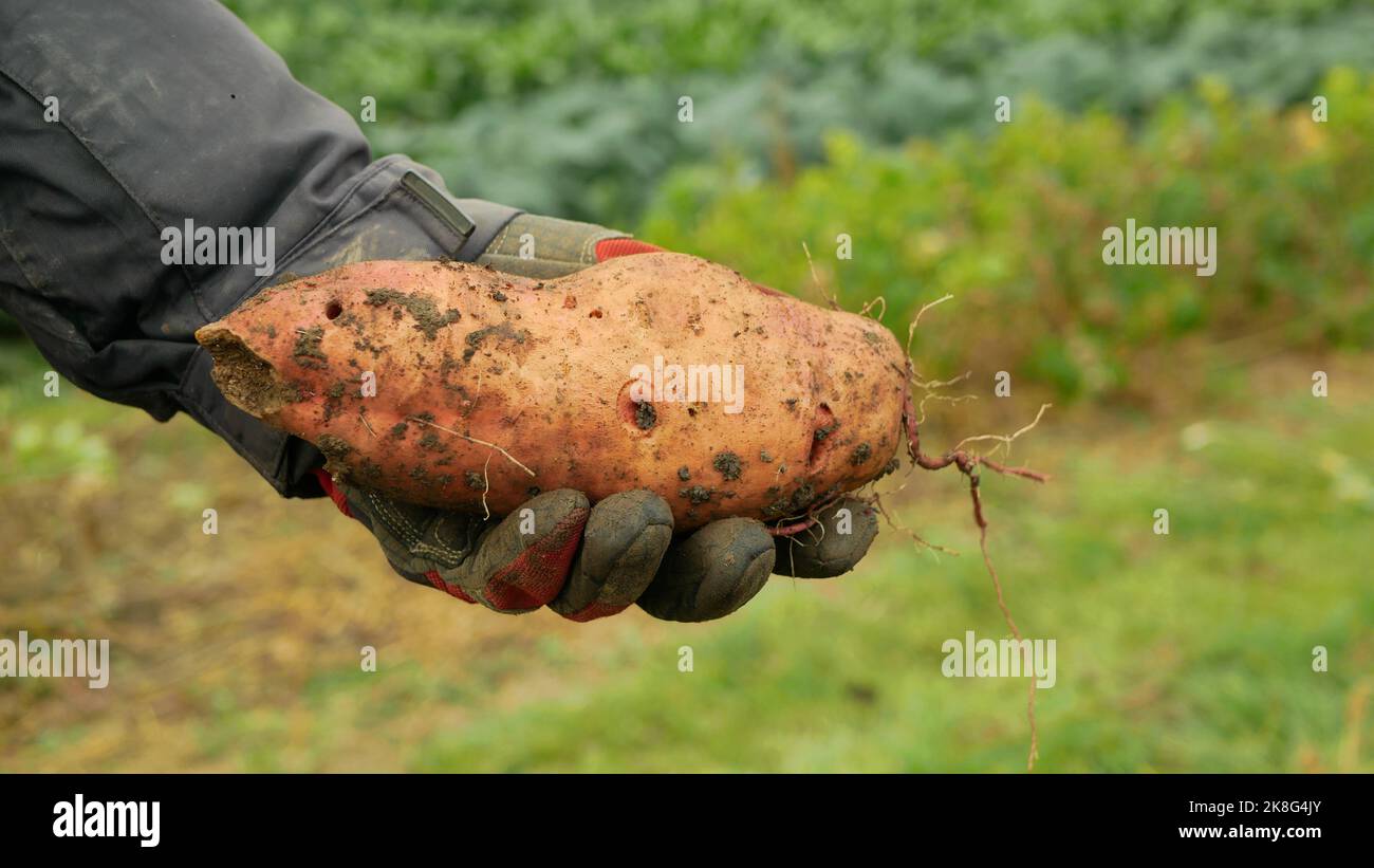 Patate douce tubercule tubercule racines champ bio Ipomoea batatas ferme mûr plante fraîche feuilles plantation patate douce détail de patate douce racines tubéreuses gros plan Banque D'Images