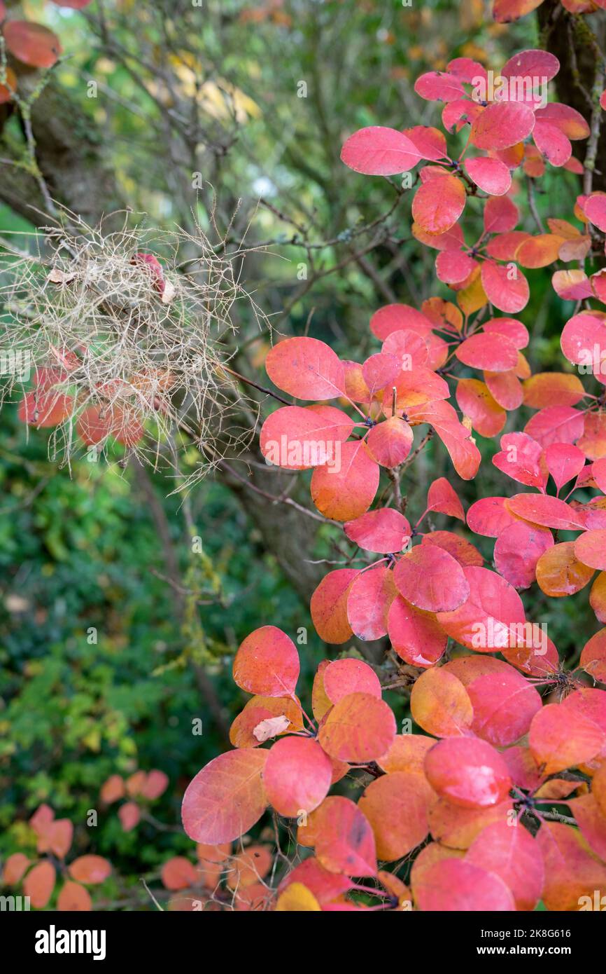 Les feuilles de l'arbre de fumée deviennent rouges en automne. Banque D'Images