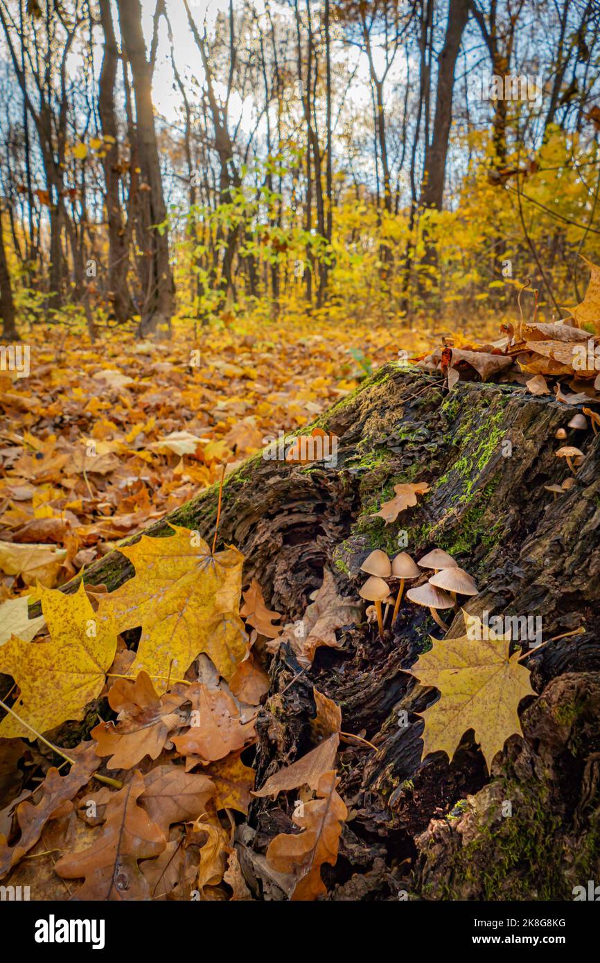 Bosse de champignons dans la forêt d'automne Banque D'Images