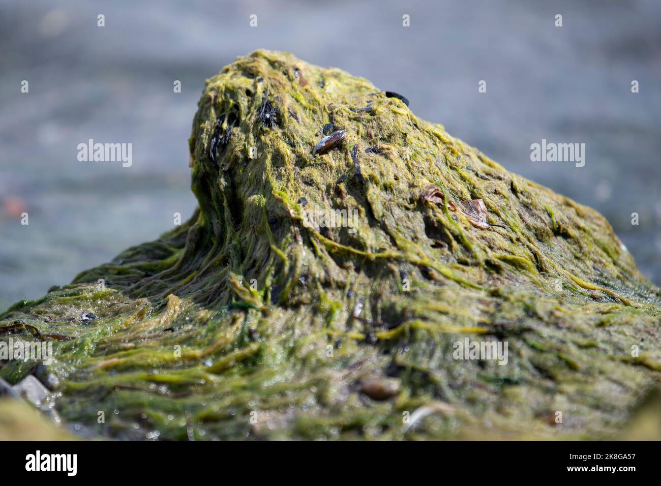 Algues sur les rives de la mer Baltique. Plage de mer avec algues vertes. Pollution de la plage. Problème d'algues. Banque D'Images