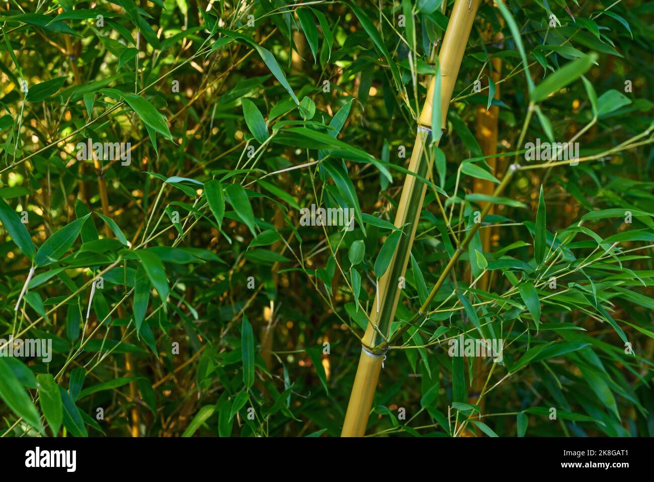 Plante solitaire de bambou tige contre la plantation verte de près Banque D'Images