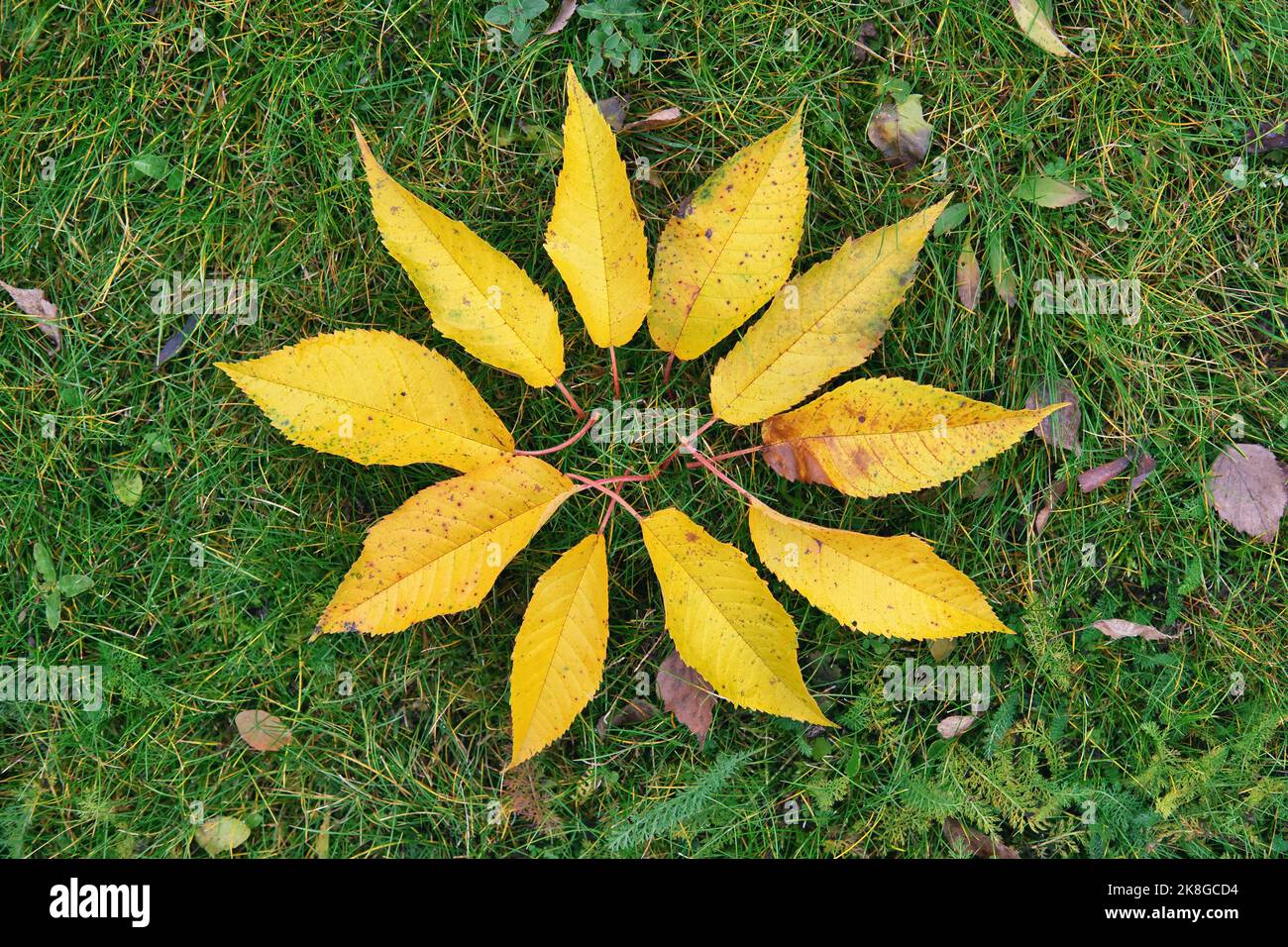 Feuilles jaunes tombées dans la figurine de soleil sur fond d'herbe verte. Automne feuilles tombées. Banque D'Images