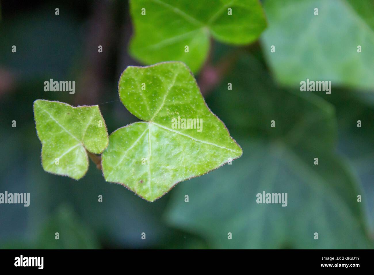 Feuilles vert Banque D'Images