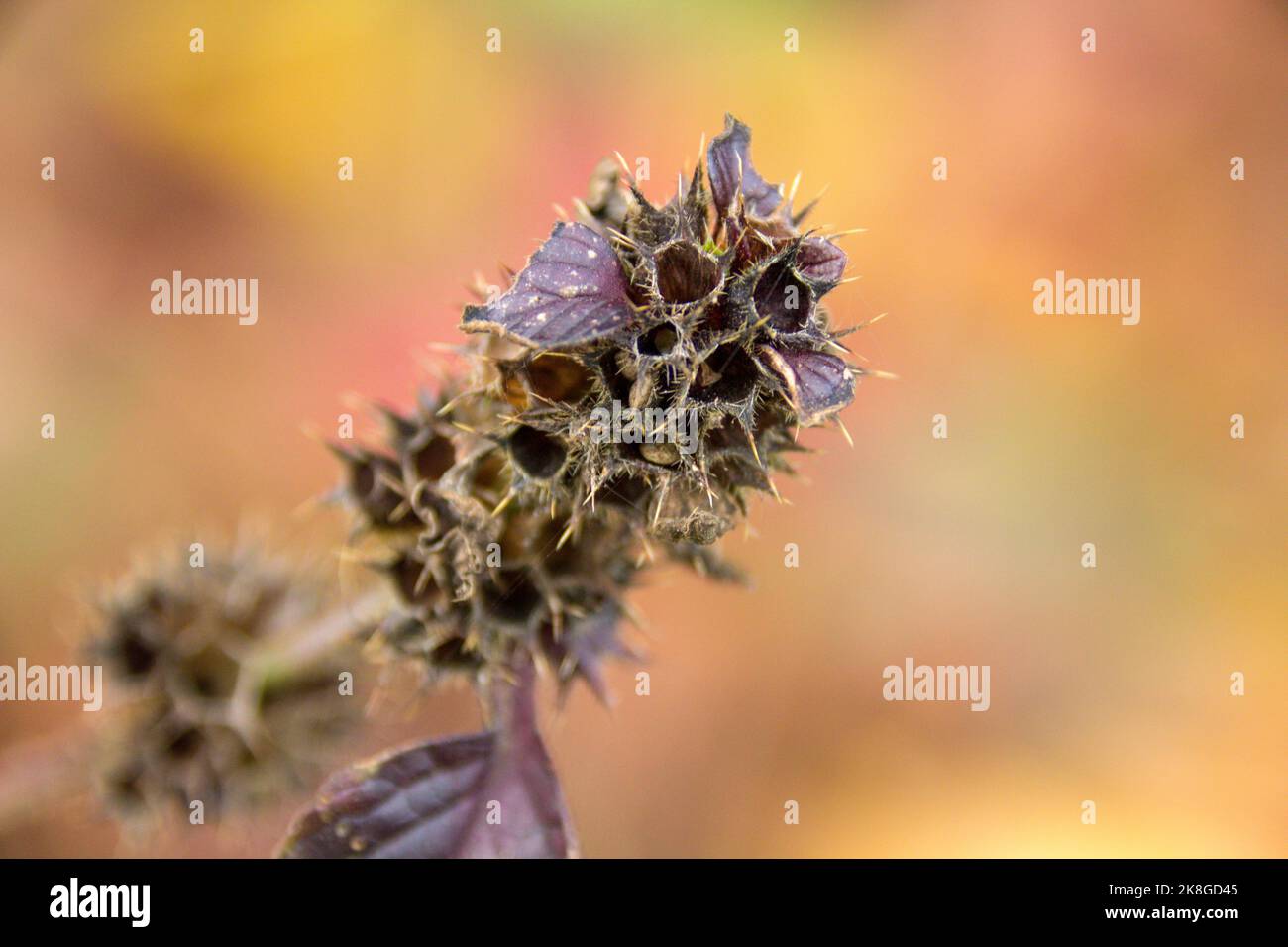 Plante morte avec pointes de tir en automne Banque D'Images