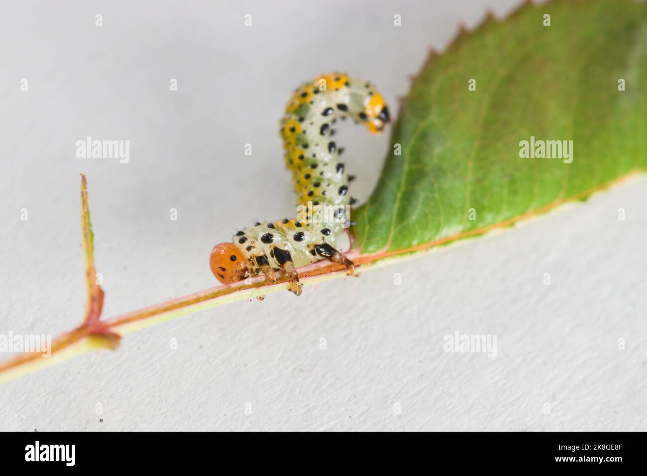 Macro photographie d'une grande larve de la mouche à scie rose (Arge ochropus) sur une feuille de rose pitimini isolée sur fond blanc Banque D'Images