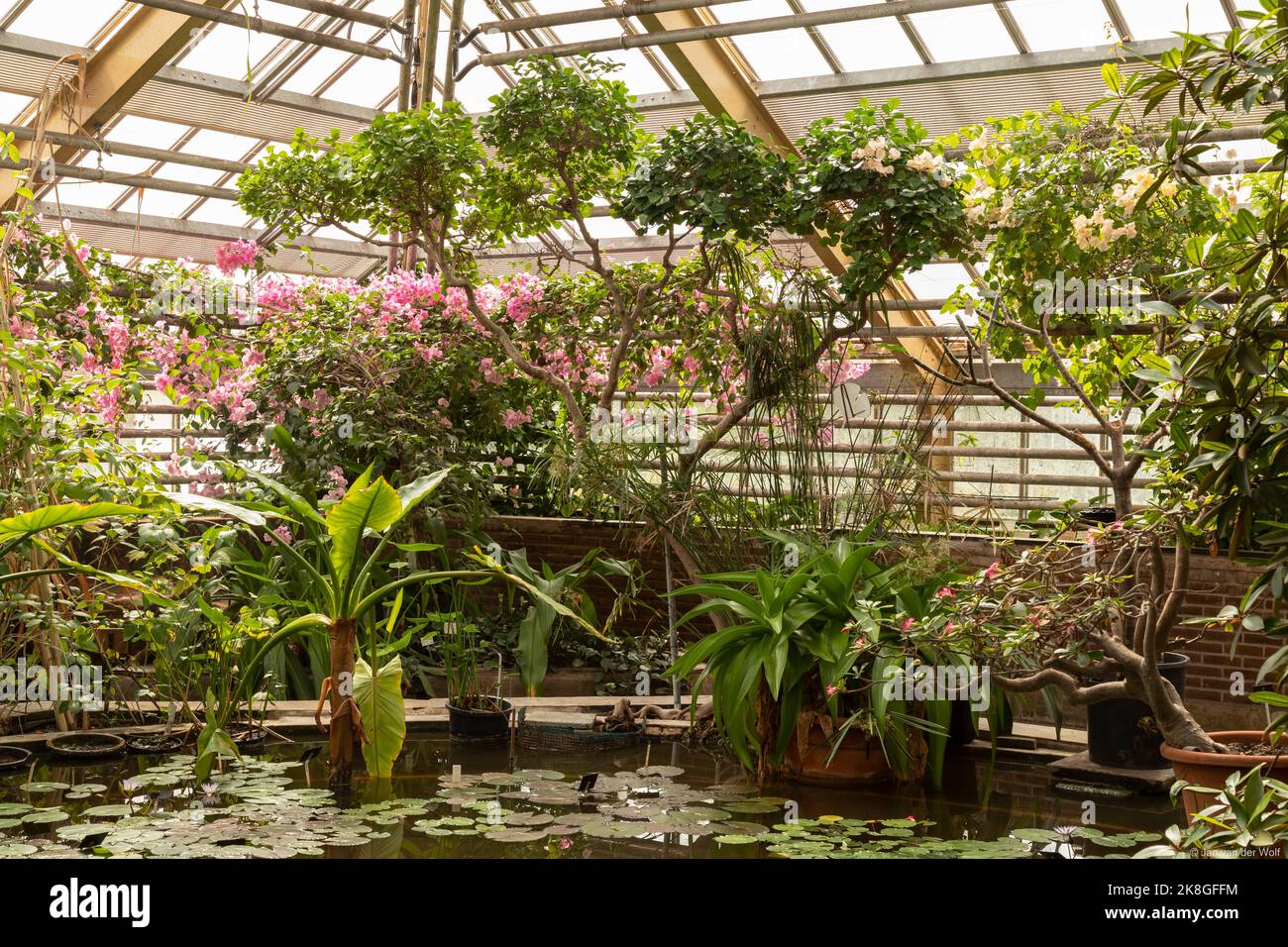 Différents types de plantes tropicales dans les serres de l'Hortus Botanicus dans la ville néerlandaise de Leiden. Banque D'Images