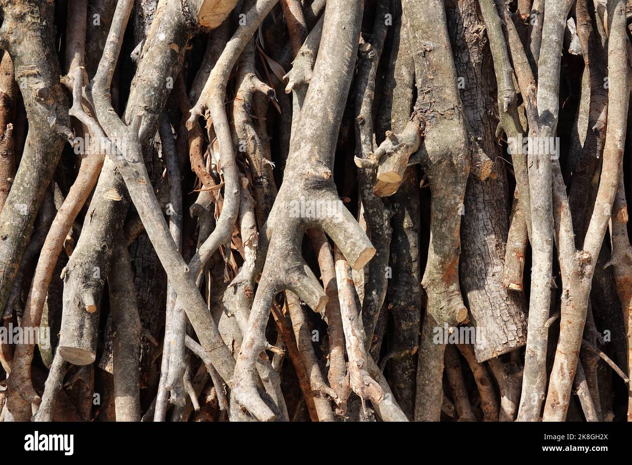 Photo symbolique pour l'exploitation forestière illégale, forêt, Allemagne Banque D'Images