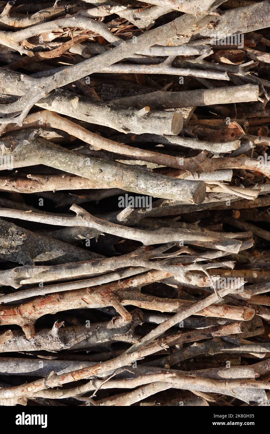 Photo symbolique pour l'exploitation forestière illégale, forêt, Allemagne Banque D'Images