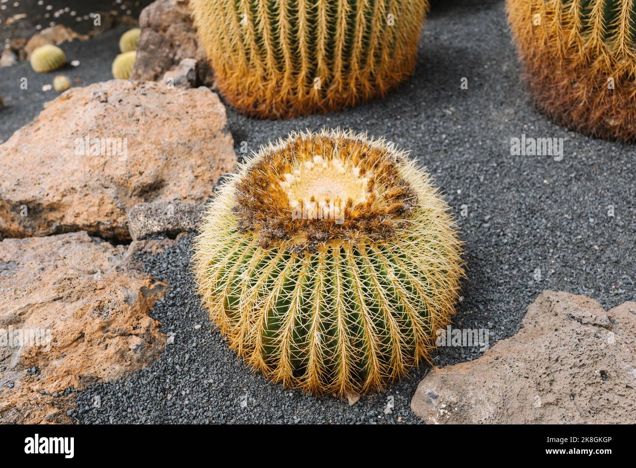Angle élevé de cactus de forme ronde près des pierres rugueuses dans le jardin à Lanzarote, îles Canaries Banque D'Images