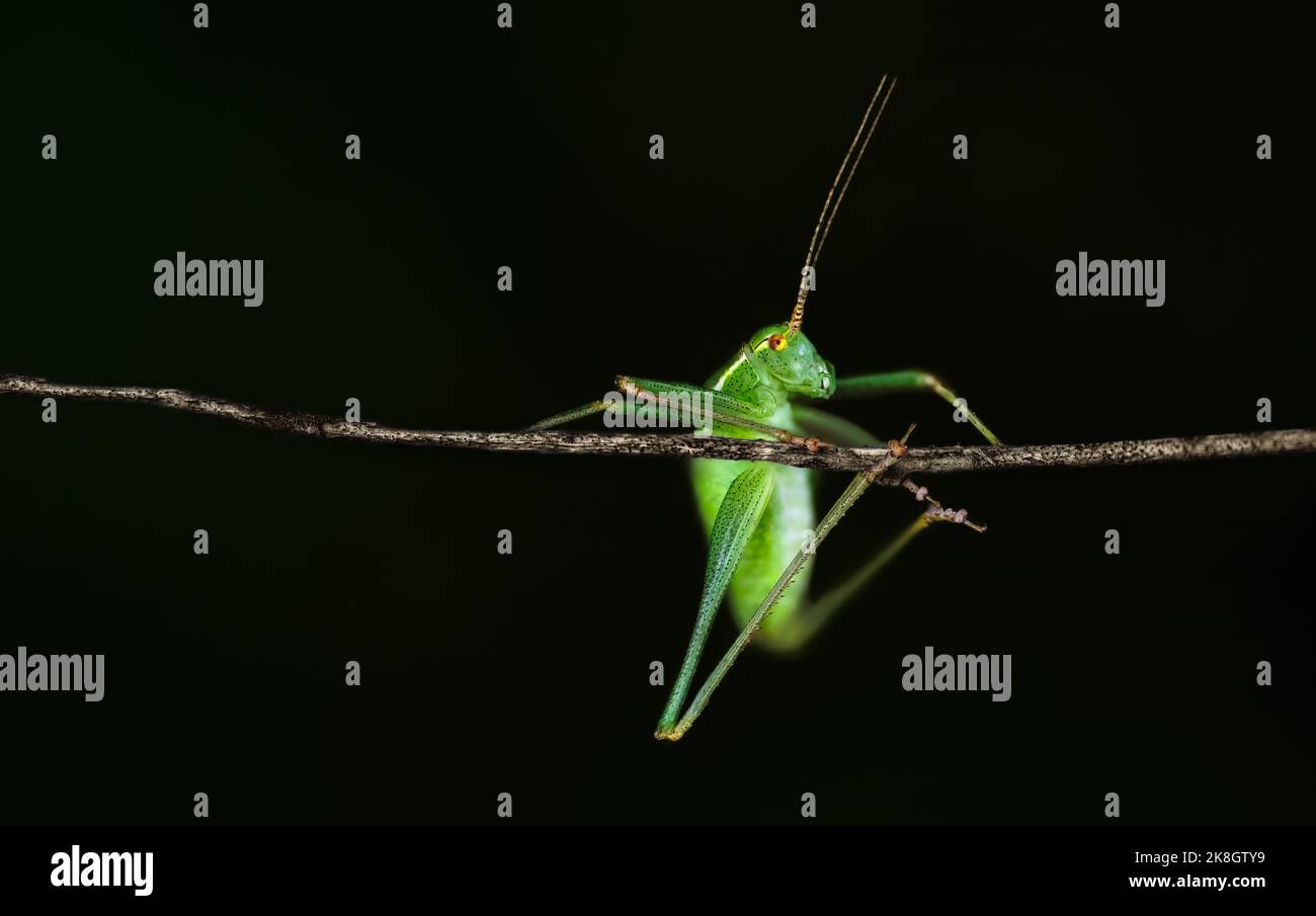 Macro d'une sauterelle verte tenant sur une branche, minimalisme, espace de copie, arrière-plan horizontal, sombre Banque D'Images