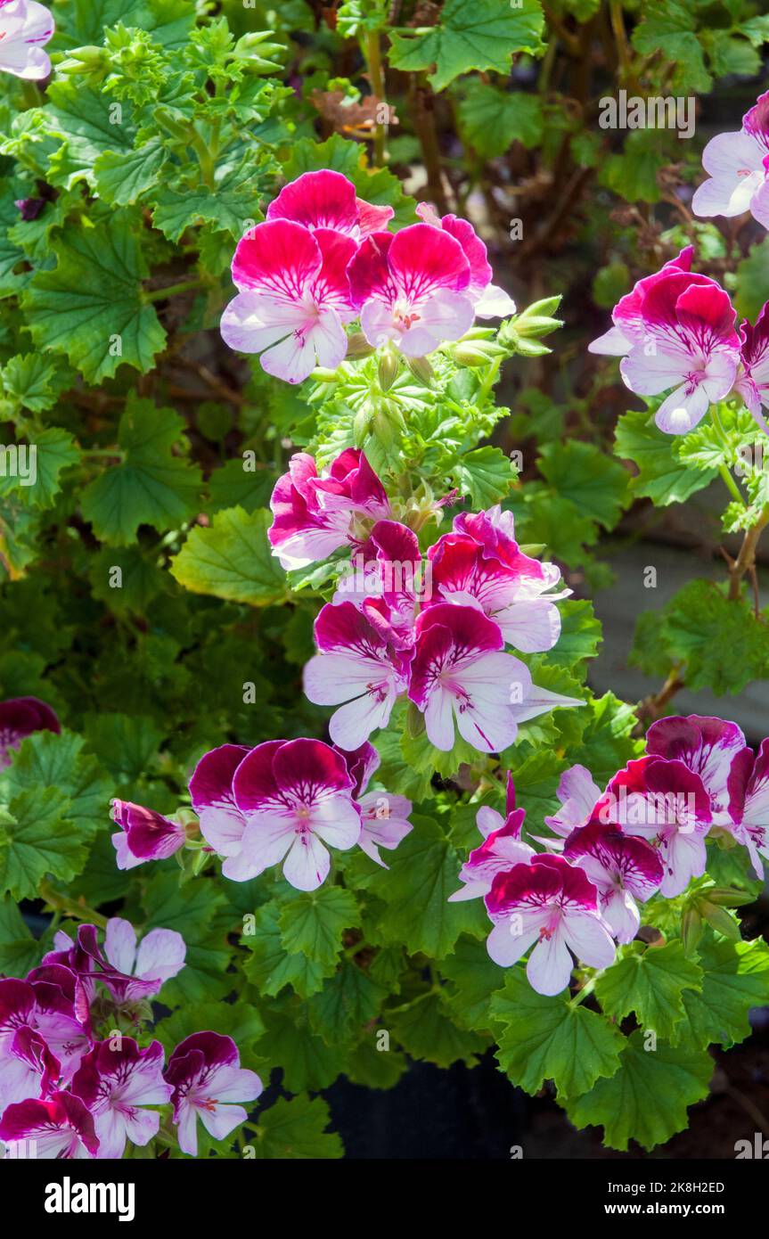 Angel Pelargonium Sancho Panza avec des fleurs pourpres et blanches un été floraison bushy evergreen gel tendre vivace Banque D'Images
