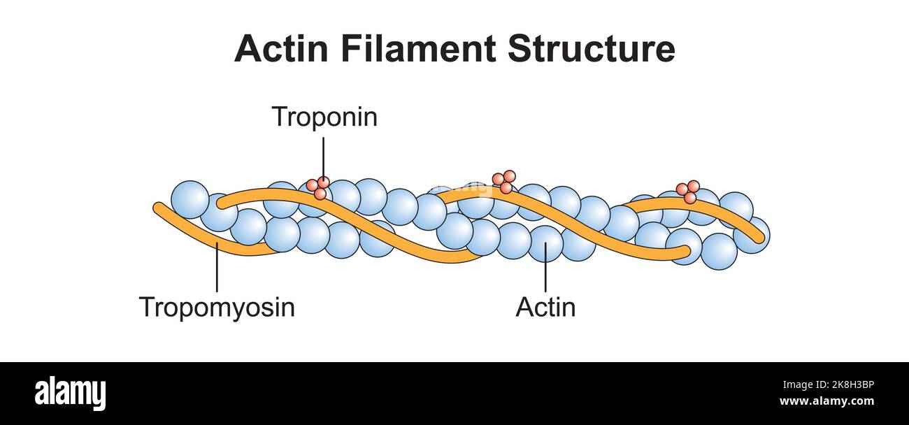 Conception scientifique de la structure du filament d'actine. Symboles colorés. Illustration vectorielle. Illustration de Vecteur