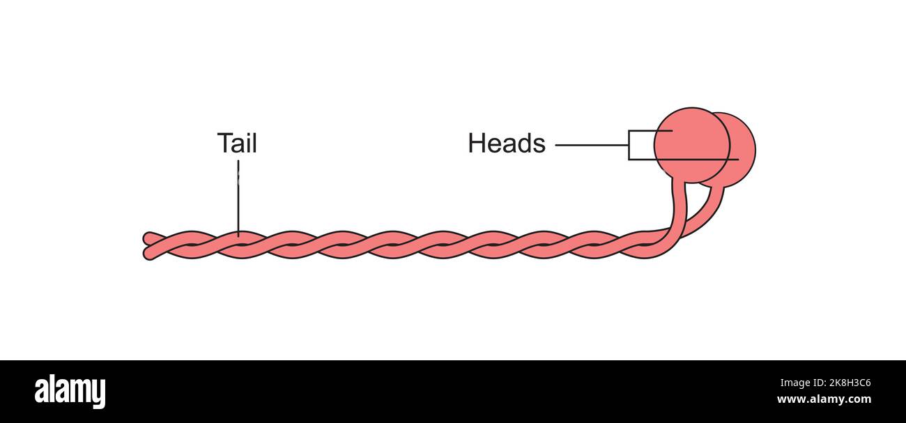 Conception scientifique de la structure des molécules de myosine. Symboles colorés. Illustration vectorielle. Illustration de Vecteur