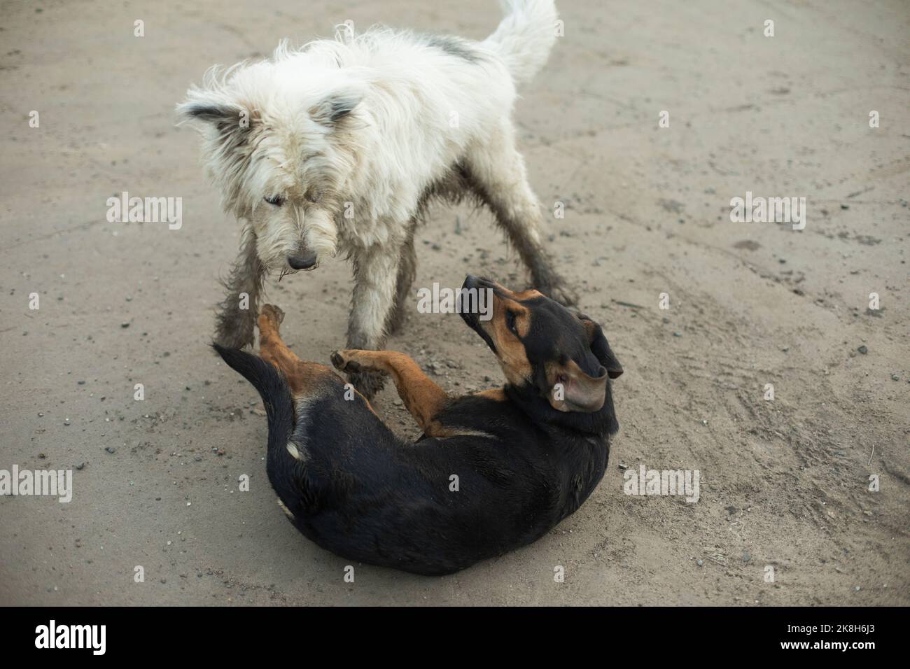 Chien dans la rue. Animal sans maison. Détails de la vie des chiens. Banque D'Images