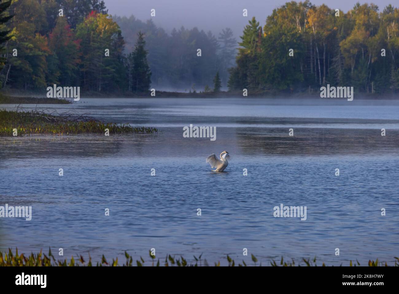 Le cygne dans le nord du Wisconsin. Banque D'Images