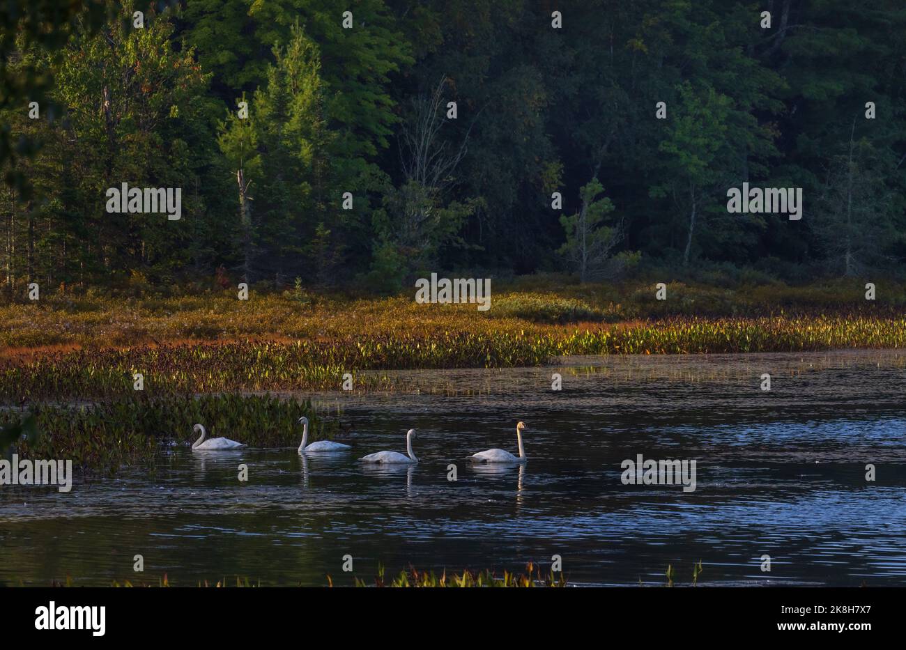 Cygnes trompettes sur le lac Little Clam, dans le nord du Wisconsin. Banque D'Images