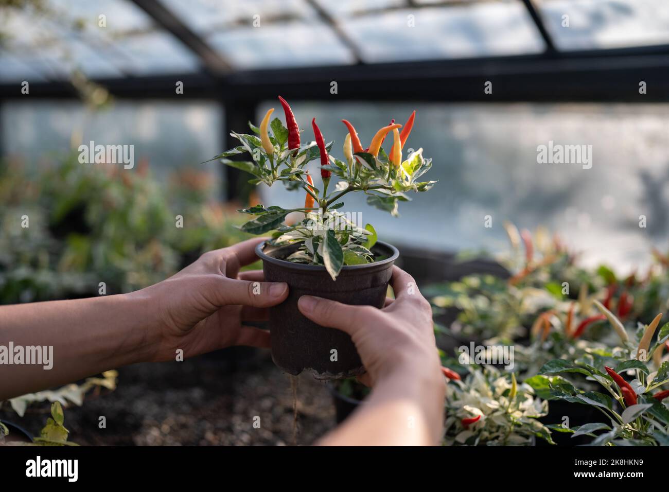 Pot avec des poivrons de paprika dans les mains agronome ou propriétaires de ferme cultivant des légumes en serre de verre Banque D'Images