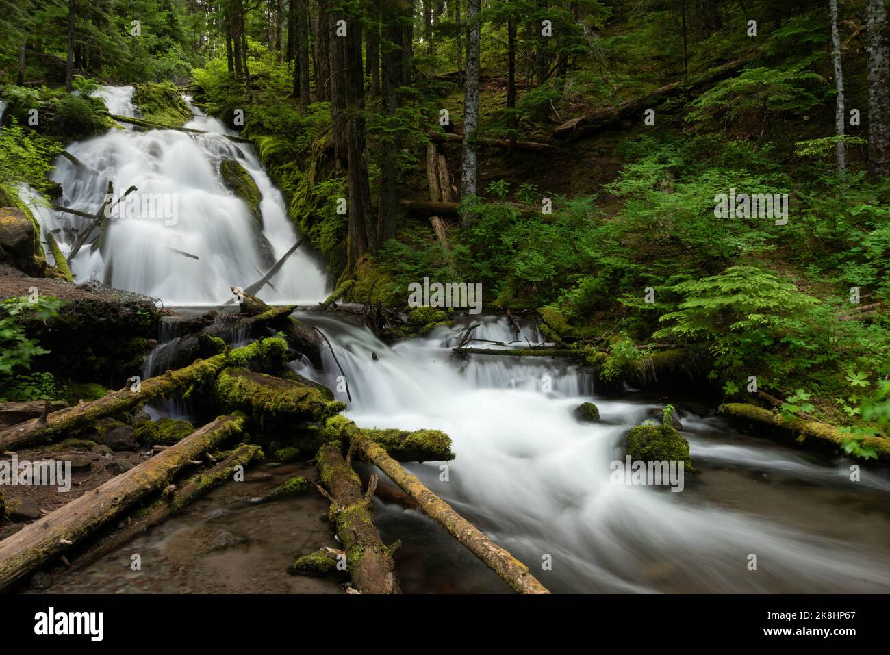 Il s'agit de Little Zigzag Falls près de Rhododendron, Oregon. Ses eaux viennent des glaciers du Mont Hood. Banque D'Images