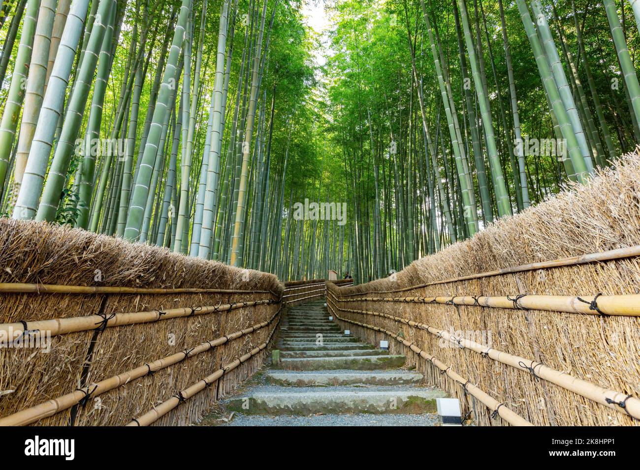 Vue ensoleillée sur la forêt de bambous à Adashino Nenbutsu Ji à Kyoto Banque D'Images