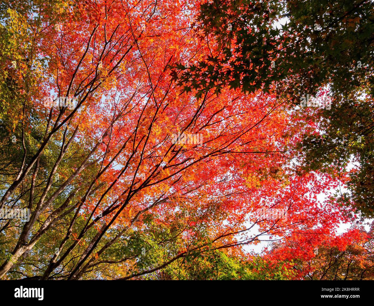Superbe vue, couleur d'automne au temple Jojakko-ji, Japon en automne autour de novembre Banque D'Images