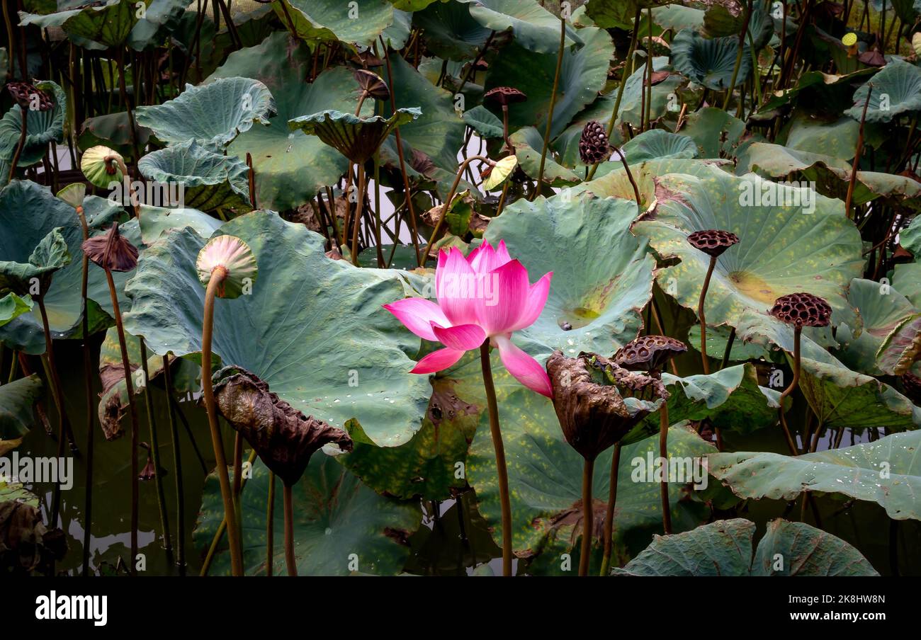 Gros plan de la magnifique fleur de Lotus dans l'étang. Banque D'Images