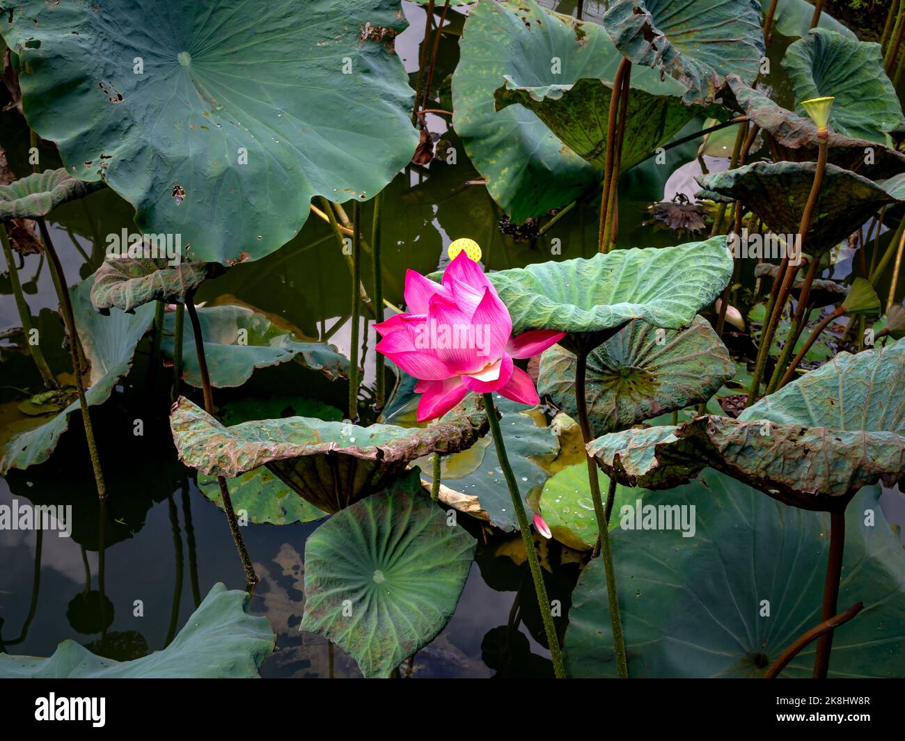 Gros plan de la magnifique fleur de Lotus dans l'étang. Banque D'Images