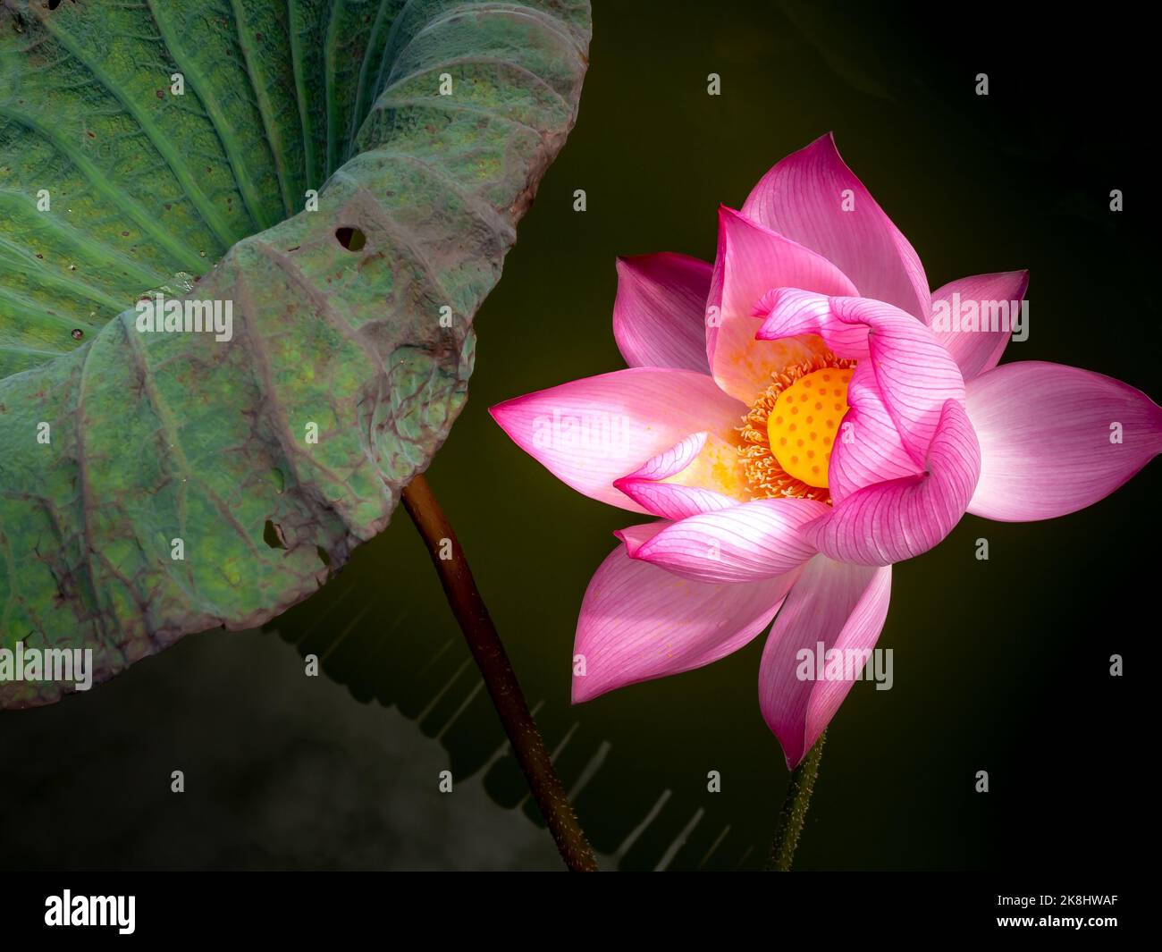 Gros plan de la magnifique fleur de Lotus dans l'étang. Banque D'Images