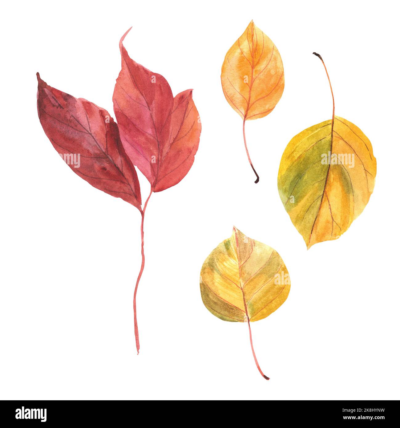 Feuilles rouges et jaunes sur fond blanc. Isolats. Dessin aquarelle à la main. Banque D'Images