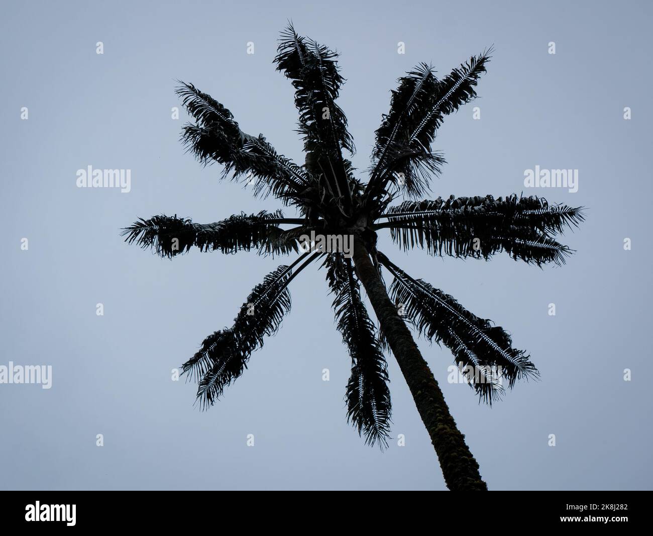 Les palmiers à cire (Ceroxylon quindiuense) lors d'une journée nuageuse à Salento, Quindío, Colombie Banque D'Images