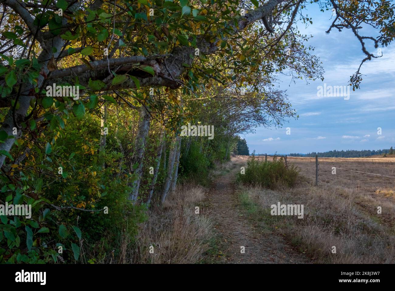 Ebey's Trail, réserve Admiralty Inlet, Whidbey Island, Washington, États-Unis Banque D'Images