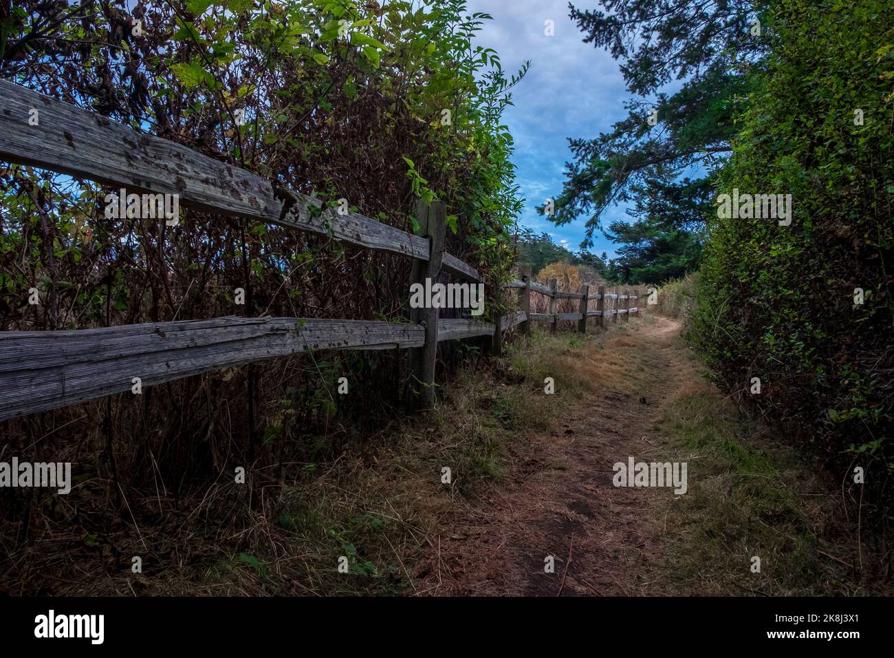 Ebey's Trail, réserve Admiralty Inlet, Whidbey Island, Washington, États-Unis Banque D'Images
