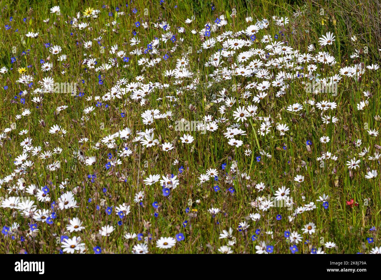 Fleurs sauvages d'Afrique du Sud : Asteracea à fleurs blanches, vue près de Darling, Cap occidental, Afrique du Sud Banque D'Images