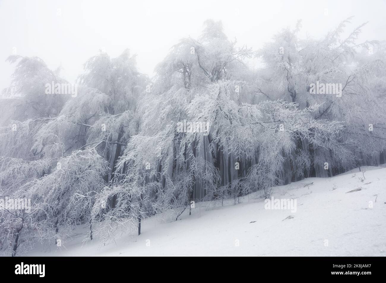 Forêt d'hiver dans les montagnes. Treet d'hiver majestueux Banque D'Images