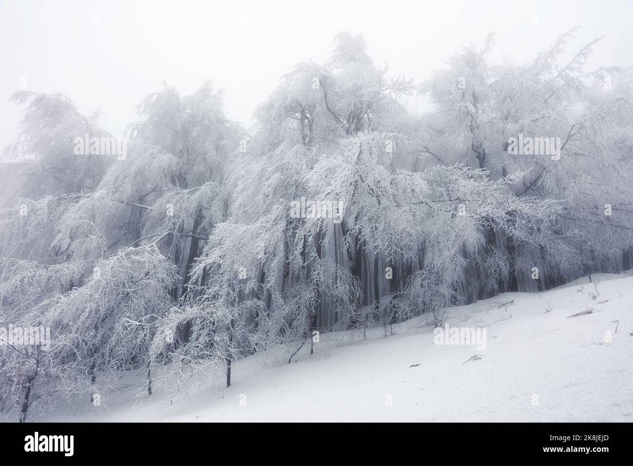 Forêt d'hiver dans les montagnes. Treet d'hiver majestueux Banque D'Images