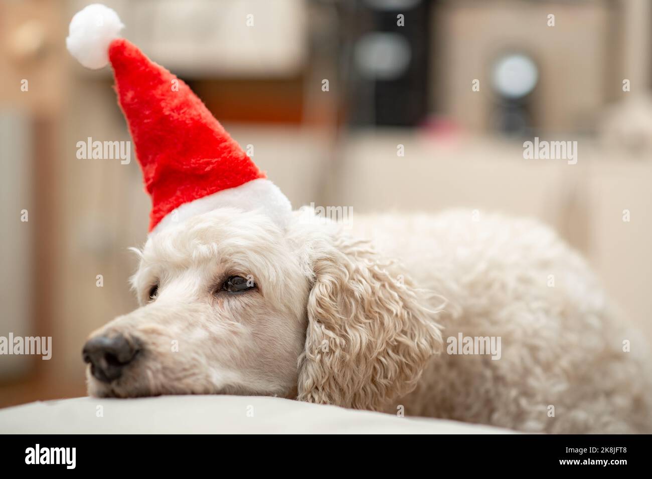 Un concept de nouvelle année sans intérêt.Le chien s'endorme dans un chapeau du nouvel an. Banque D'Images