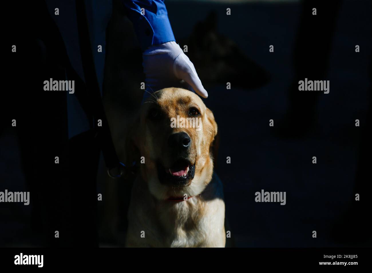 Katmandou, Népal. 24th octobre 2022. Un chien formé par la police népalaise se trouve à côté de son maître lors du festival de l'adoration des chiens « Kukkur Tihar » également appelé Diwali connu comme le festival des lumières à l'école centrale de formation des chiens de police à Katmandou. Dans l'hindouisme, on croit que les chiens sont le messager de Dieu Yama, le Seigneur de la mort et que les chiens gardent les portes du ciel. Crédit : SOPA Images Limited/Alamy Live News Banque D'Images