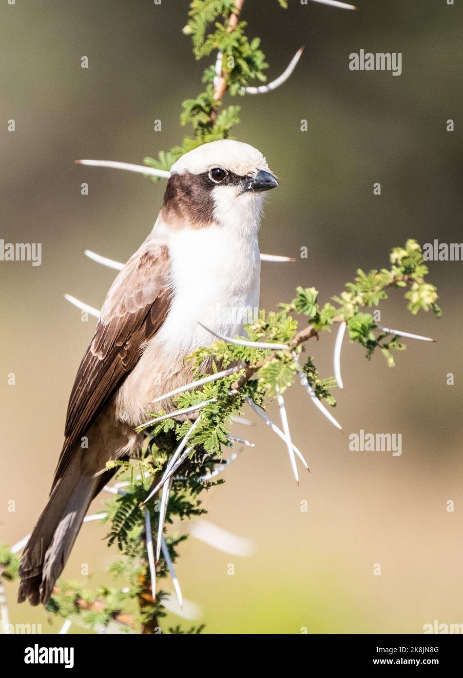 Vue verticale d'une crevette à couronne blanche du sud qui perche sur une plante Banque D'Images