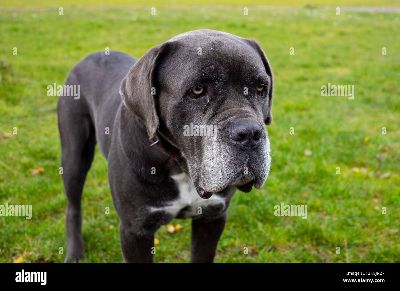 Grand chien de mastiff italien assis sur l'herbe verte sur le fond du paysage de montagne de l'automne Altai à la journée ensoleillée Banque D'Images