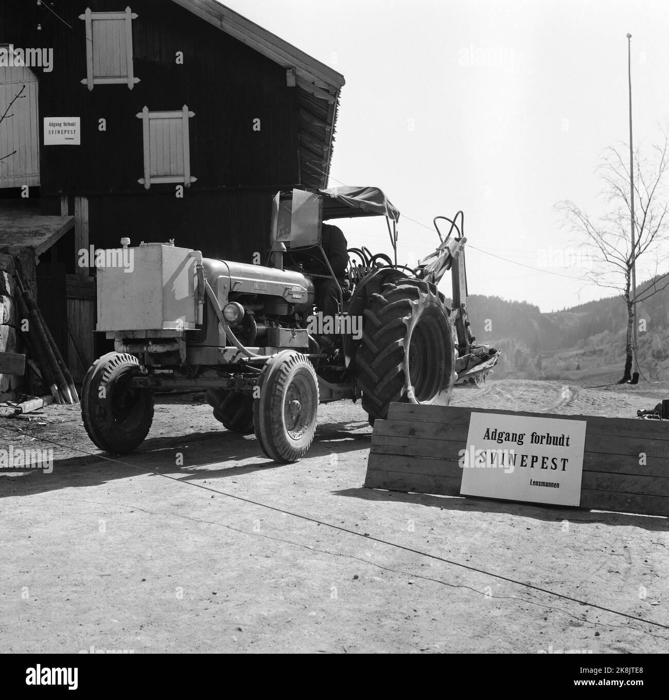 Chêne supérieur, Norvège 13 mai 1961. Peste porcine découverte dans une ferme en Norvège. L'équipage doit être abattu et placé dans une fosse commune. La peste porcine a tué 11 animaux tandis que le maître d'œuvre Andreas Andersen a dû en tuer 73. Ici le panneau indiquant que l'accès est interdit sur la ferme en raison de la peste de porc. Photo; Ivar Aaserud / courant / NTB Banque D'Images