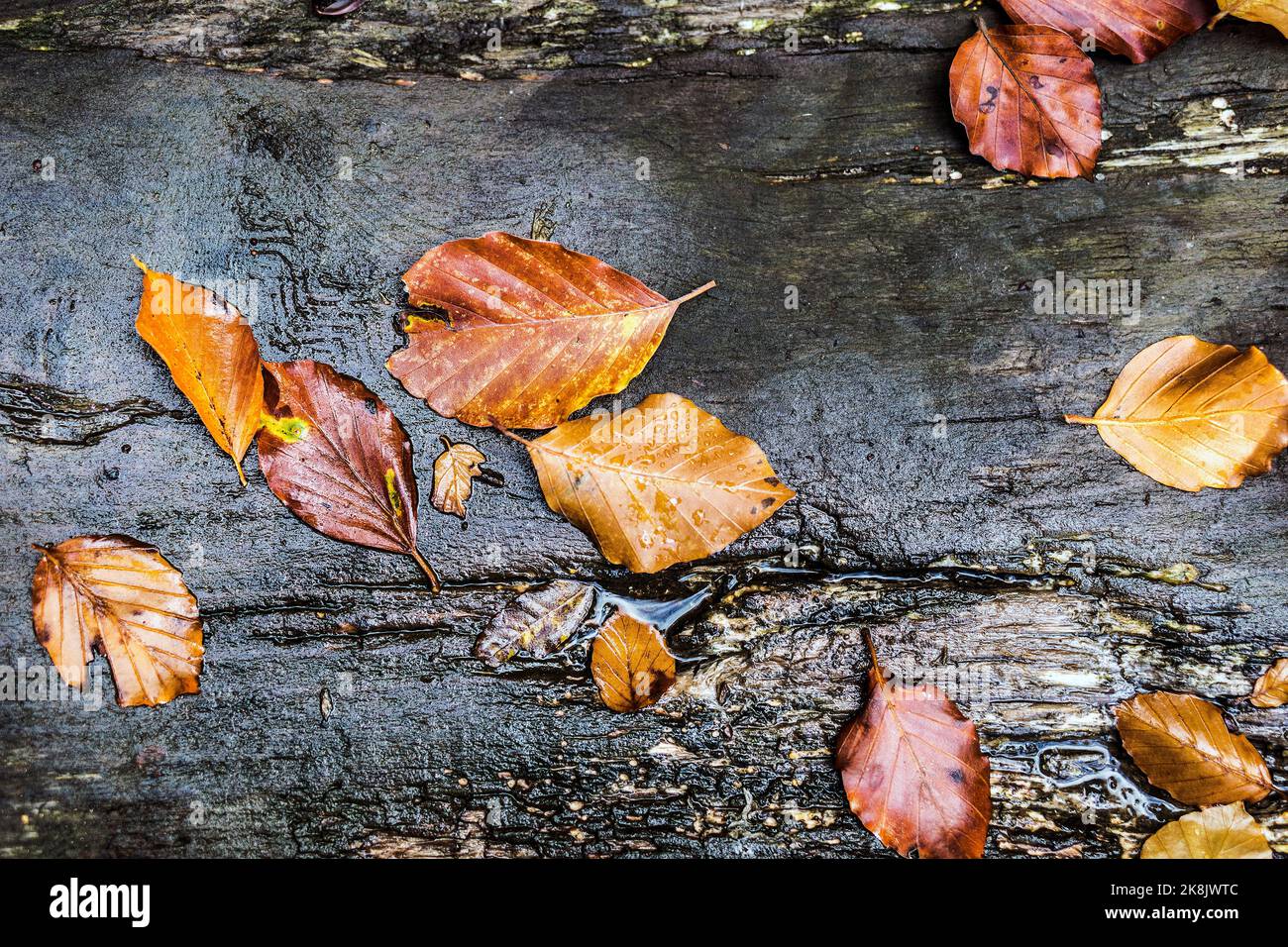Feuilles d'automne sur le vieux bois humide Banque D'Images