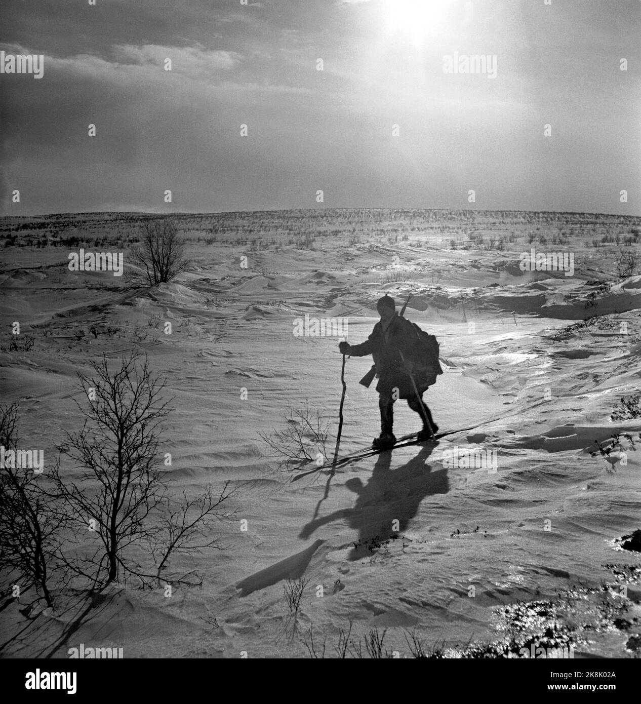 Finnmark à l'hiver 1949. Chasse au loup sur Finnmarksvidda. Le Ministère de l'agriculture a alloué de l'argent à la chasse aux loups à Finnmark après que de grandes troupeaux de rennes aient été endommagés par des loups. L'action a fait appel à des chasseurs locaux et loués, ainsi qu'à des vols et à des wagons de ceinture. Ici, un des chasseurs sâmes, Aslak Aslaksen Sara, sur son chemin au-delà de Finnmarksvidda, dans le contre-jour. Photo: Sverre A. Børretzen / actuel / NTB Banque D'Images