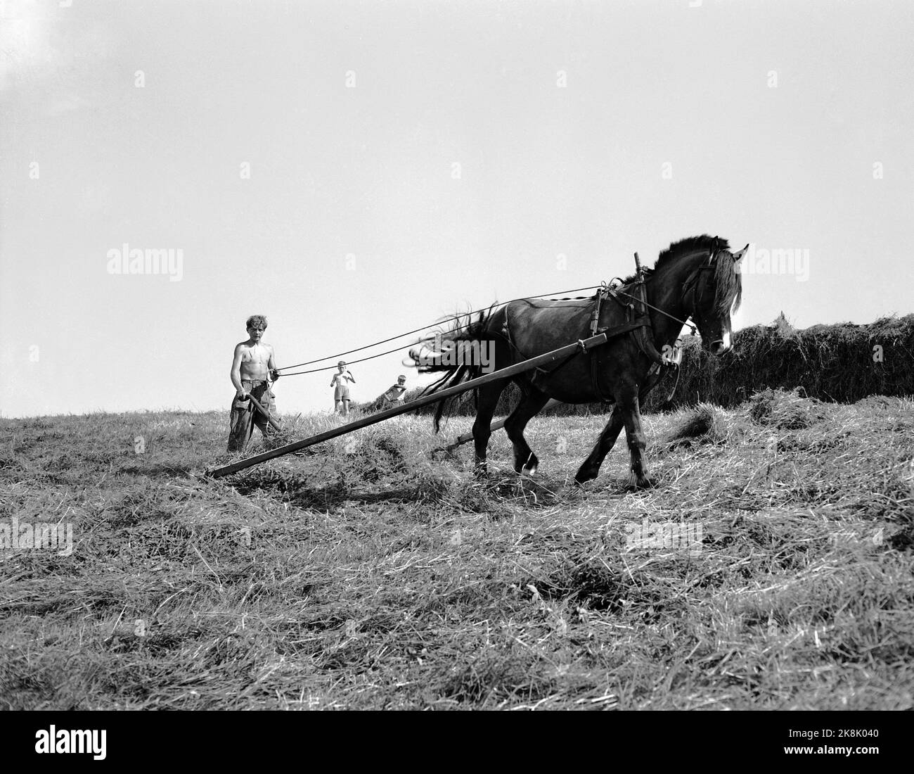 SEM, Borre, Vestfold, 19530701 été à la ferme. Les enfants et les adultes participent à Høyonn. Un jeune garçon conduit à cheval sur un sol. Démodée. Photo: NTB / NTB Banque D'Images