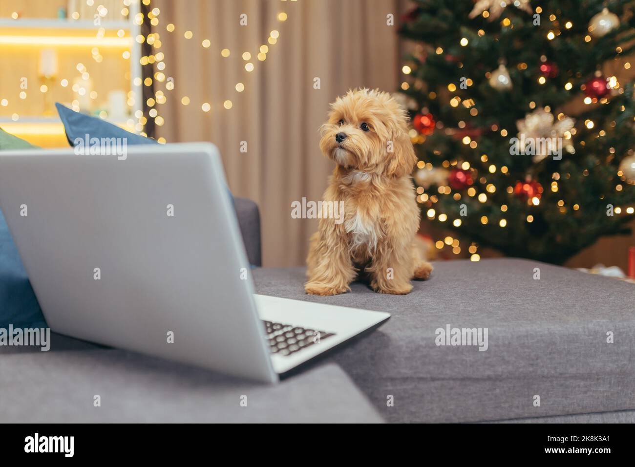Un petit chien balona avec un coolé de mastipoo près de l'arbre de Noël le soir de Noël en regardant une vidéo sur un ordinateur portable tout en étant assis sur un canapé brun. Banque D'Images