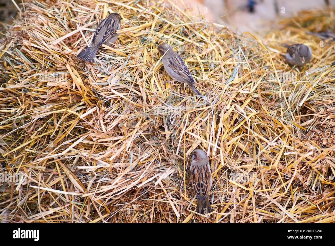 Les oiseaux scindent les insectes nuisibles dans le foin pendant la récolte Banque D'Images