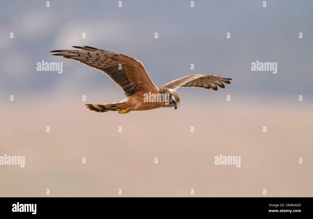 Une première année civile, la femme Montagu's harrier (Circus pygargus) planant, chassant sur un champ en automne, la Janda, Espagne. Banque D'Images Une première année civile, la femme Montagu's harrier (Circus pygargus) planant, chassant sur un champ en automne, la Janda, Espagne. Banque D'Images